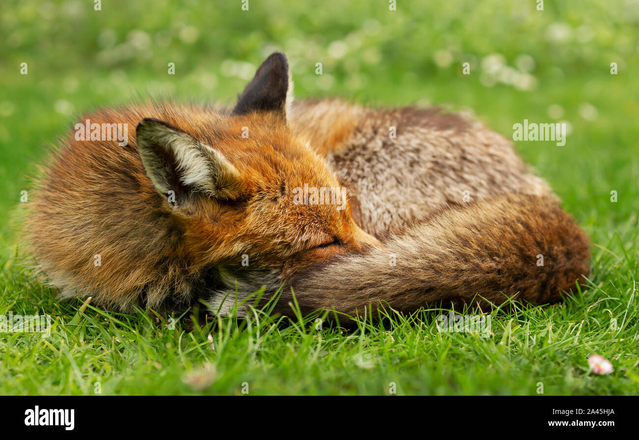 In prossimità di una volpe rossa (Vulpes vulpes vulpes) dormire in erba, UK. Foto Stock