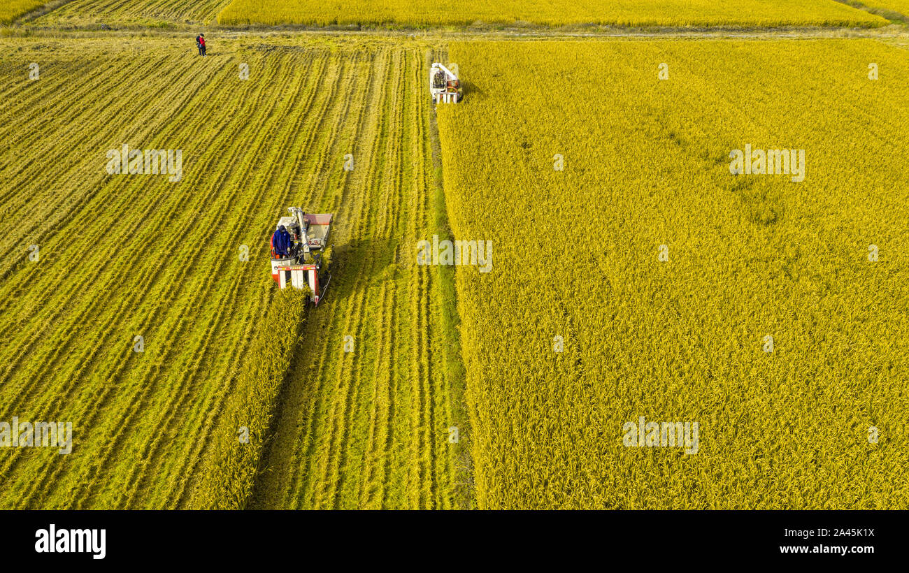 Lavoratori cinesi drive raccogliendo le macchine per la mietitura del riso in campo nella città Duntou, Hai'an City, est della Cina di provincia dello Jiangsu il 8 ottobre 2019. Foto Stock