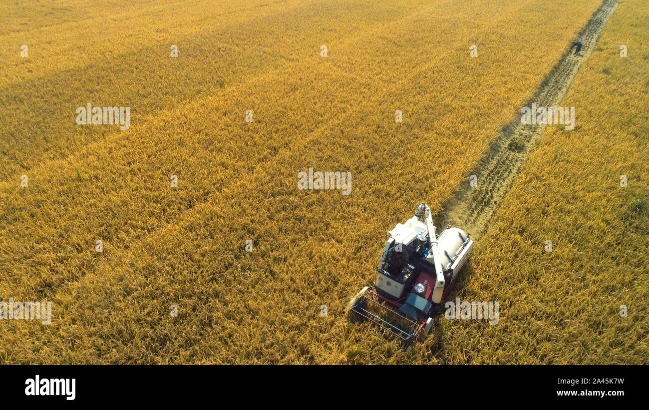 Un lavoratore cinese aziona una mietitrice per la mietitura del riso in campo nella città Huangchuan, Donghai County, Lianyungang City, est della Cina di Jiangsu Prov Foto Stock