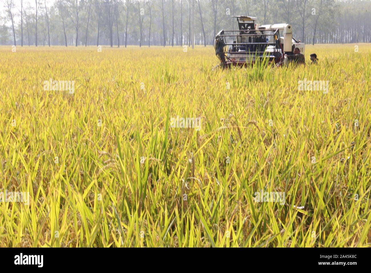 Un lavoratore cinese aziona una mietitrice per la mietitura del riso in campo nella città Huangchuan, Donghai County, Lianyungang City, est della Cina di Jiangsu Prov Foto Stock