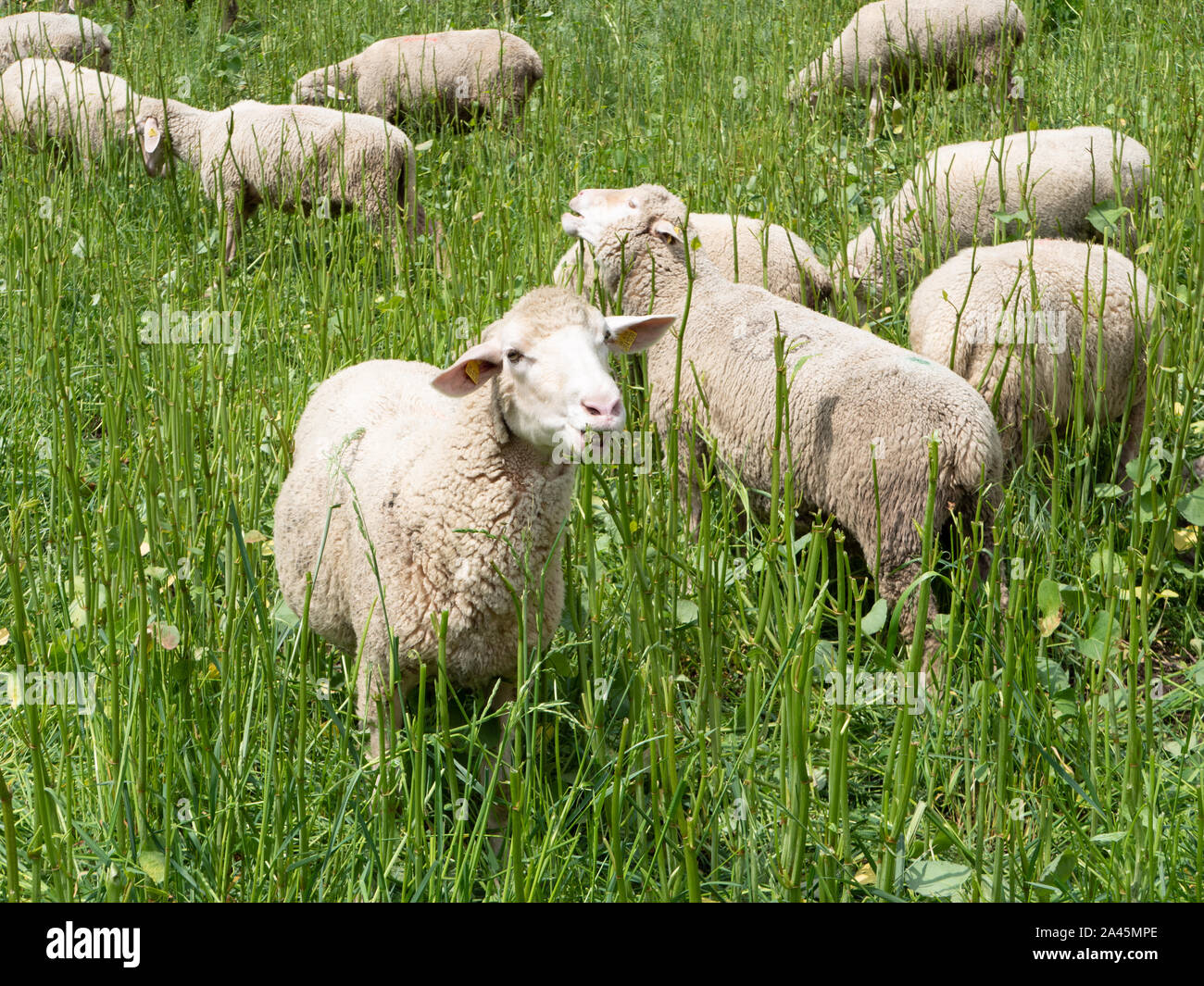 Schafe grasen auf der Weide Foto Stock