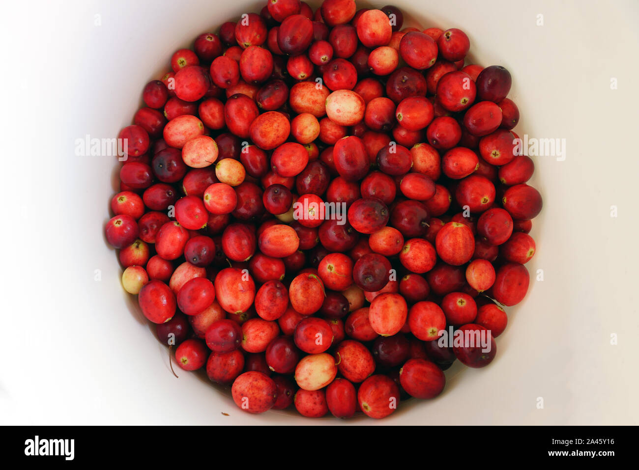 Contenitore di mirtilli rossi freschi in un mercato degli agricoltori in Canada in autunno Foto Stock