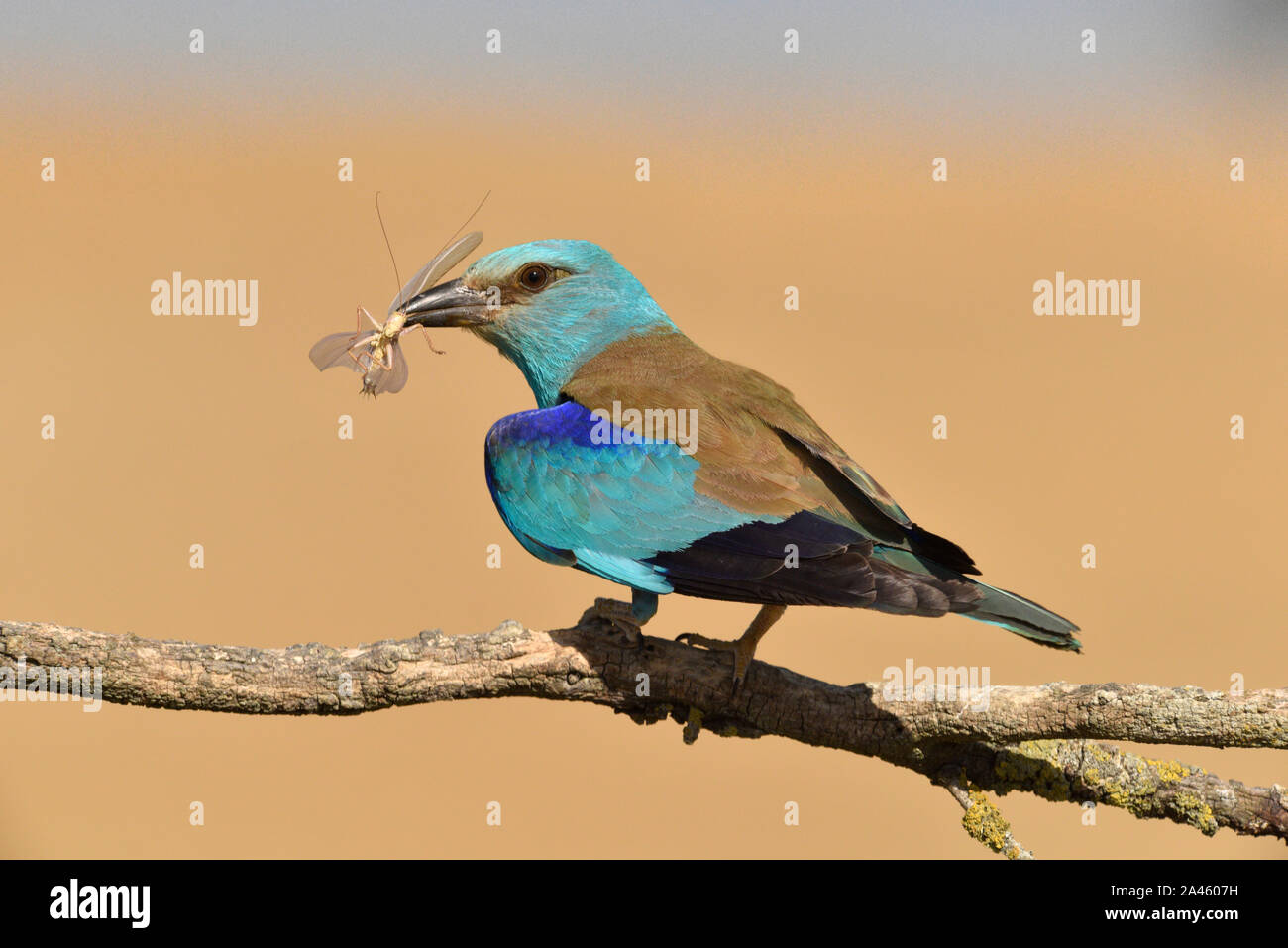 Rullo europeo - Coracias garrulus Foto Stock