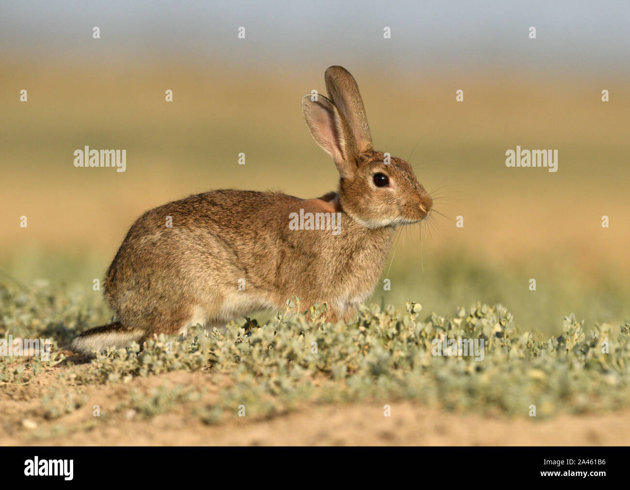 Coniglio - oryctolagus cuniculus Foto Stock