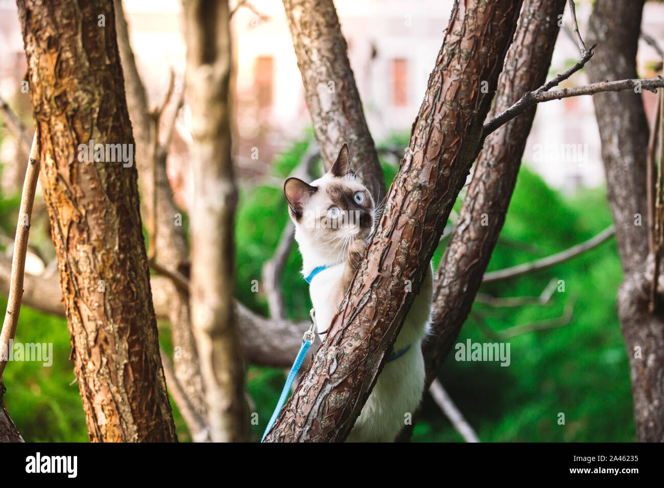 Cat rampicante. cat caccia su albero. adorabile ritratto di gatto rimanere sul ramo di albero. razza gatto Shorthair senza coda. Il Mekong Bobtail seduta su albero Foto Stock