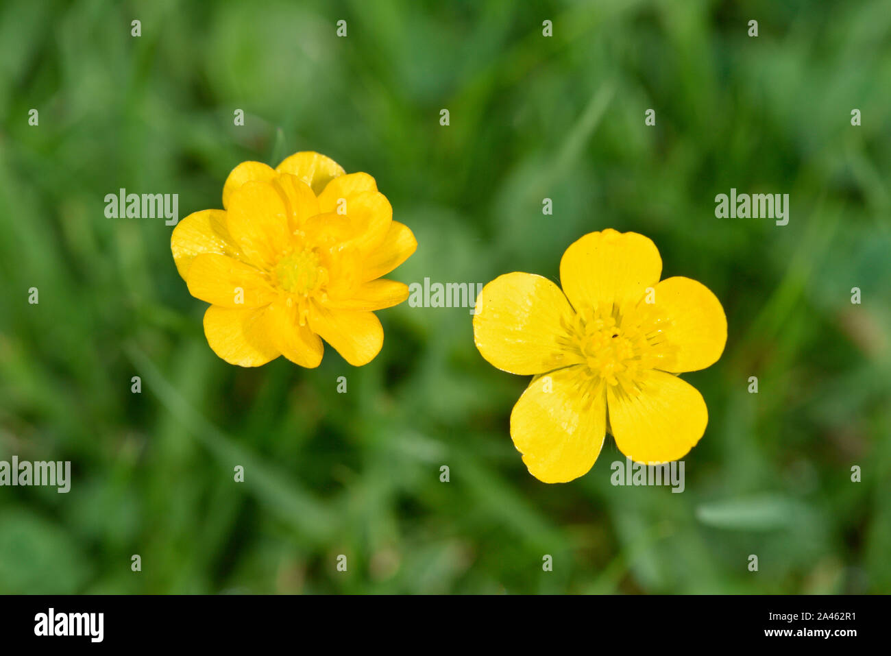 Ranuncolo strisciante - Ranunculus repens Foto Stock