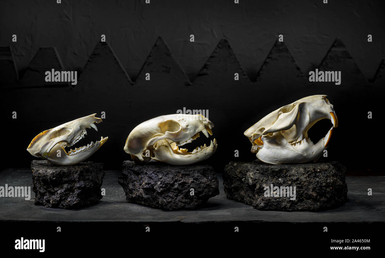 Da sinistra, teschi di opossom, raccoon, e beaver. Foto Stock