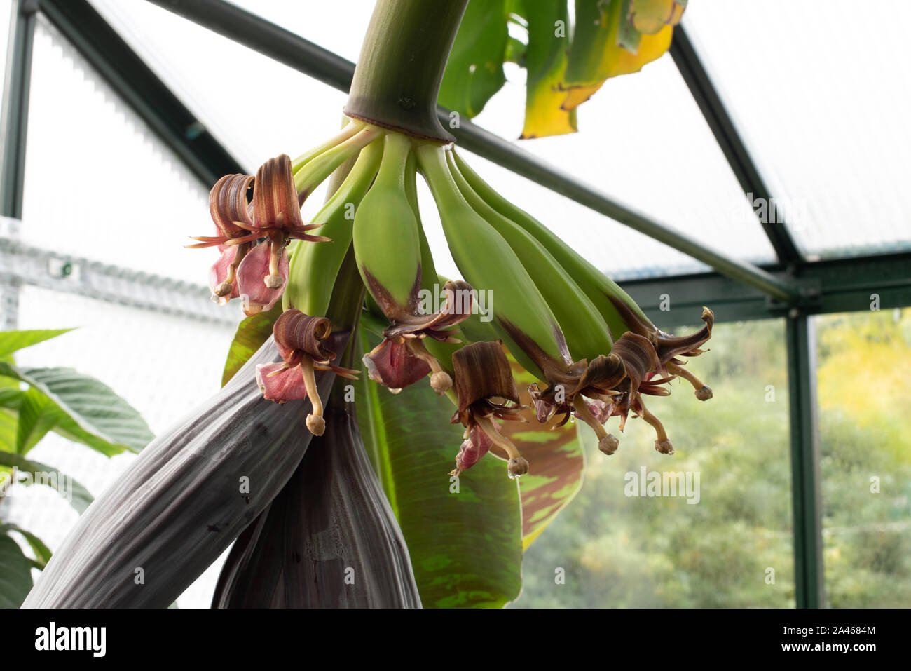 I fiori e i giovani lo sviluppo di frutti di Musa Rajapuri banane. Foto Stock