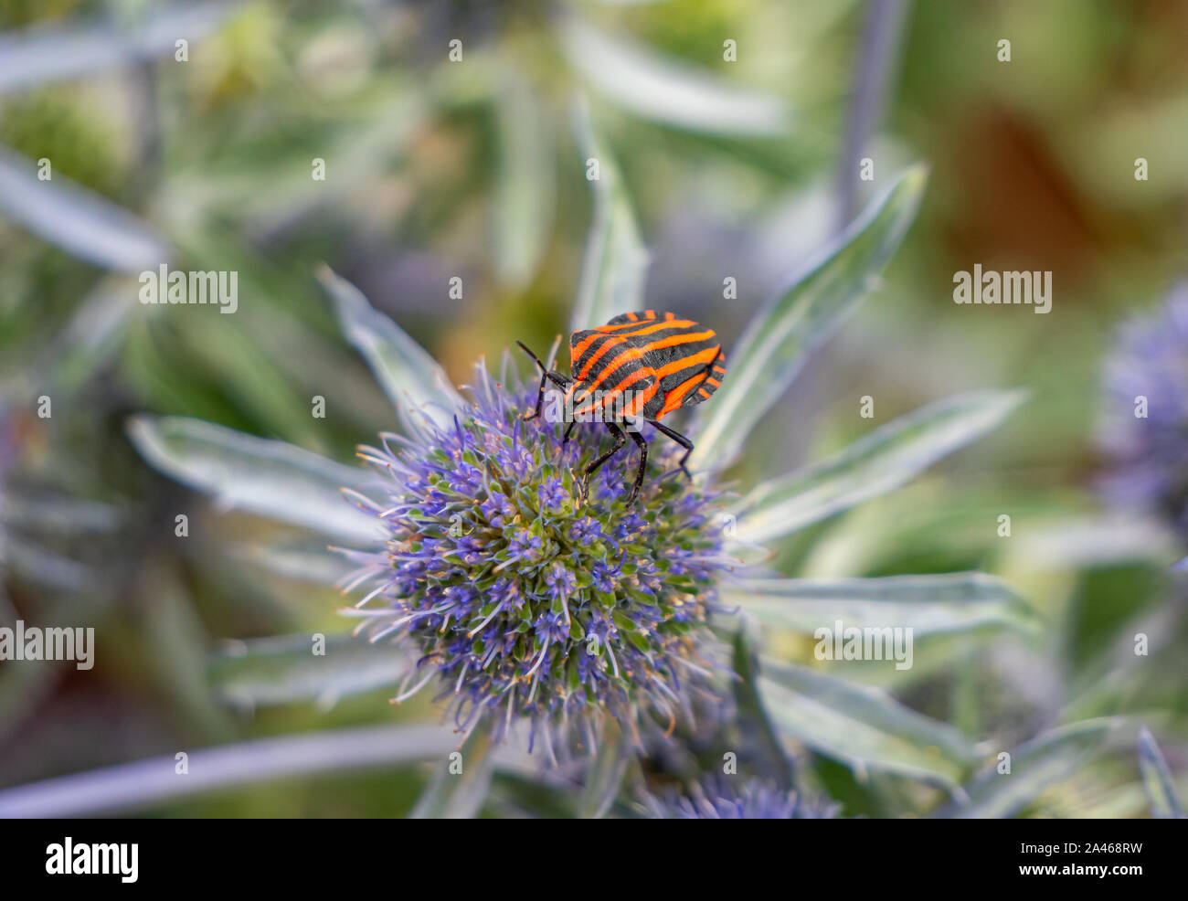 Striped bug Graphosoma lineatum insetto su thistle Foto Stock