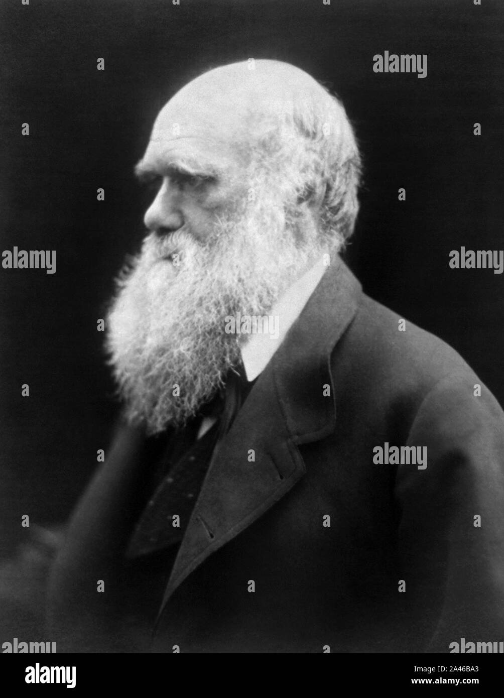 Vintage foto ritratto del naturalista inglese, geologo e biologo Charles Darwin (1809 - 1882), le cui opere famose sulla teoria evolutiva includono "sull'origine delle specie" nel 1859 e "la discesa dell'uomo" in 1871. Foto circa nel 1870 da Julia Margaret Cameron. Foto Stock