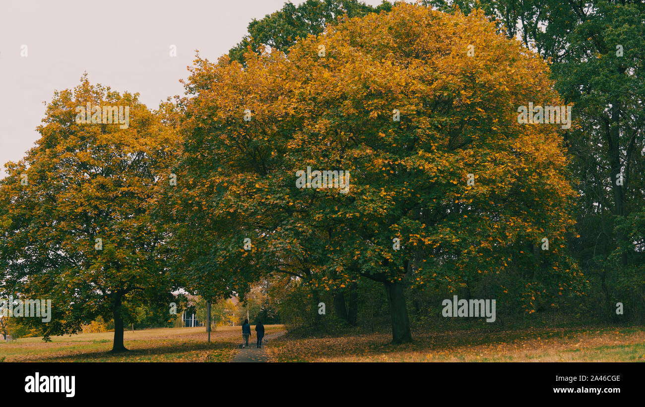 Autunno nel parco in un giorno nuvoloso Foto Stock
