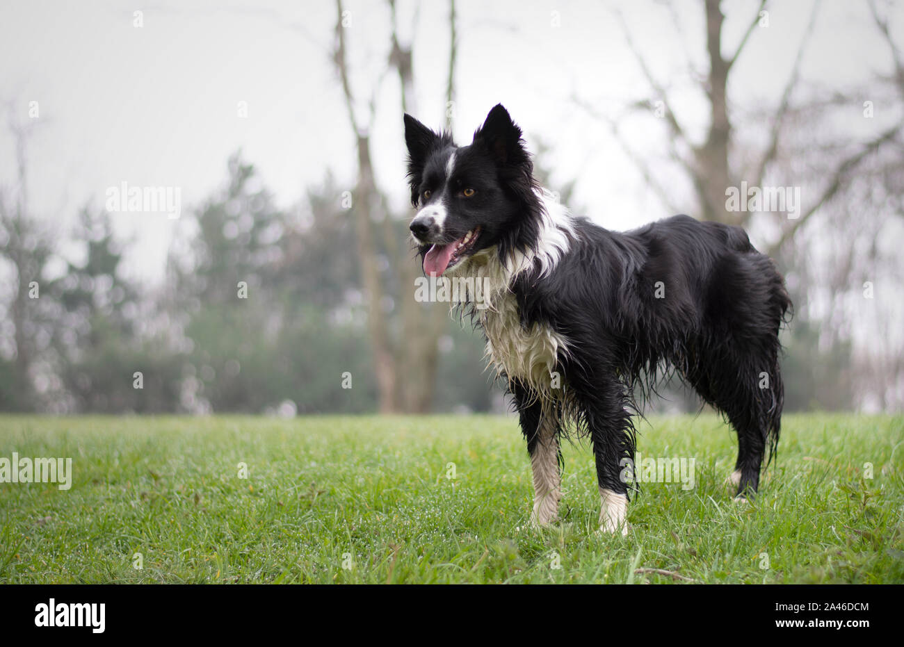 Un simpatico e tenero cucciolo di Border Collie in posa di boschi Foto Stock