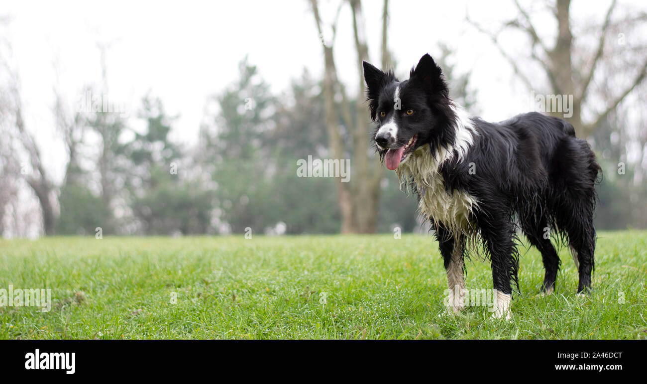 Un wet cucciolo di Border Collie in posa di boschi Foto Stock