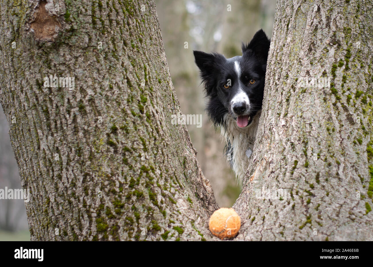 Un Border Collie cucciolo cercando la sua palla in alberi Foto Stock