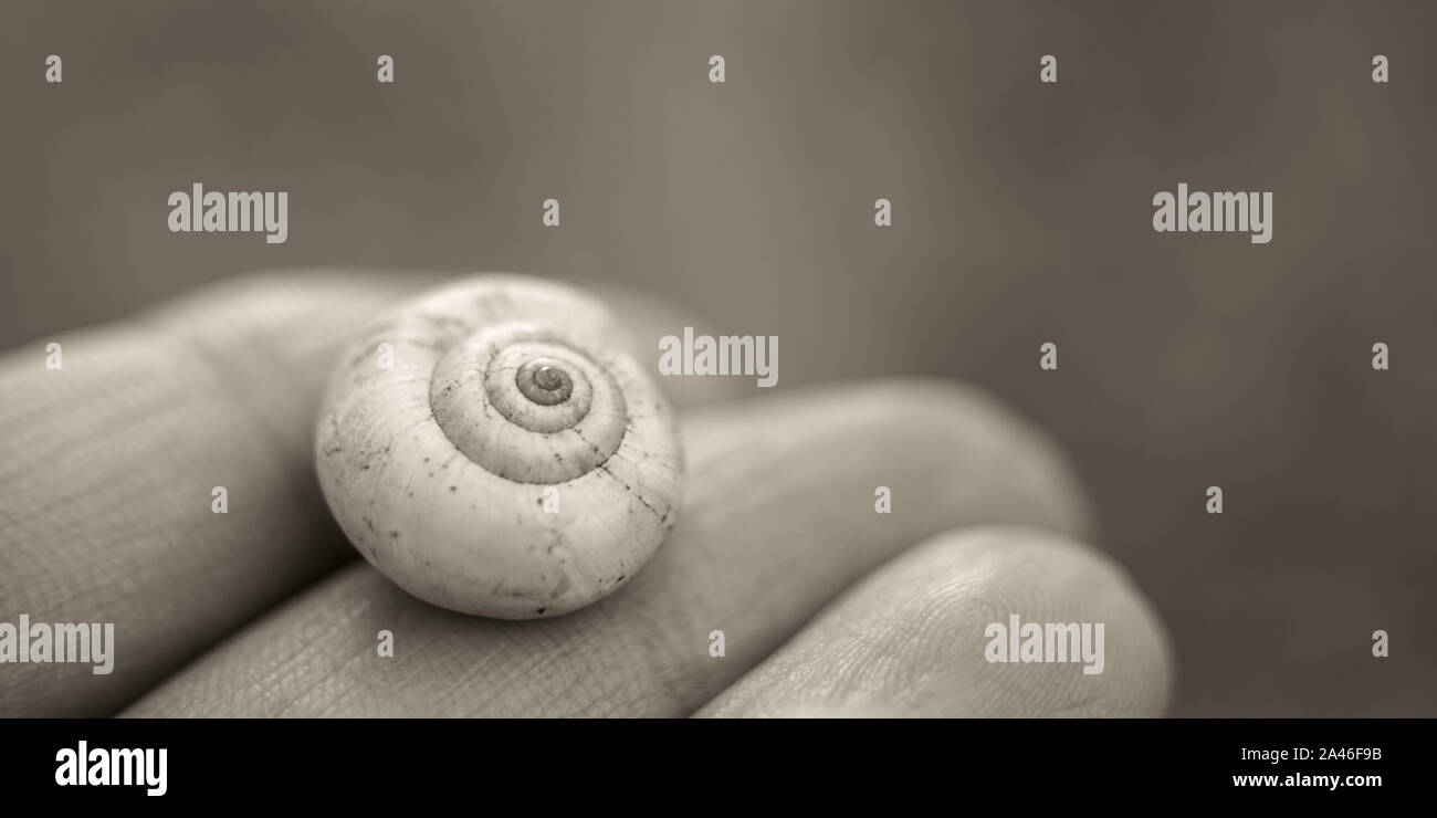 Guscio di lumaca nelle femmine di dita, macro foto in bianco e nero Foto Stock