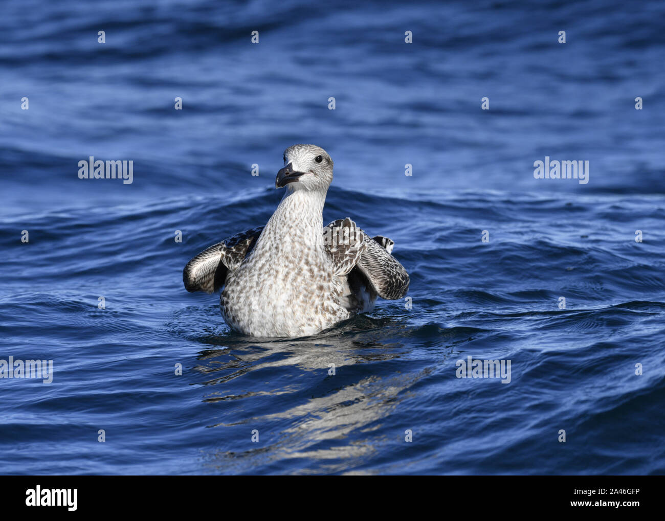 Grande nero-backed Gull - Larus marinus capretti Foto Stock