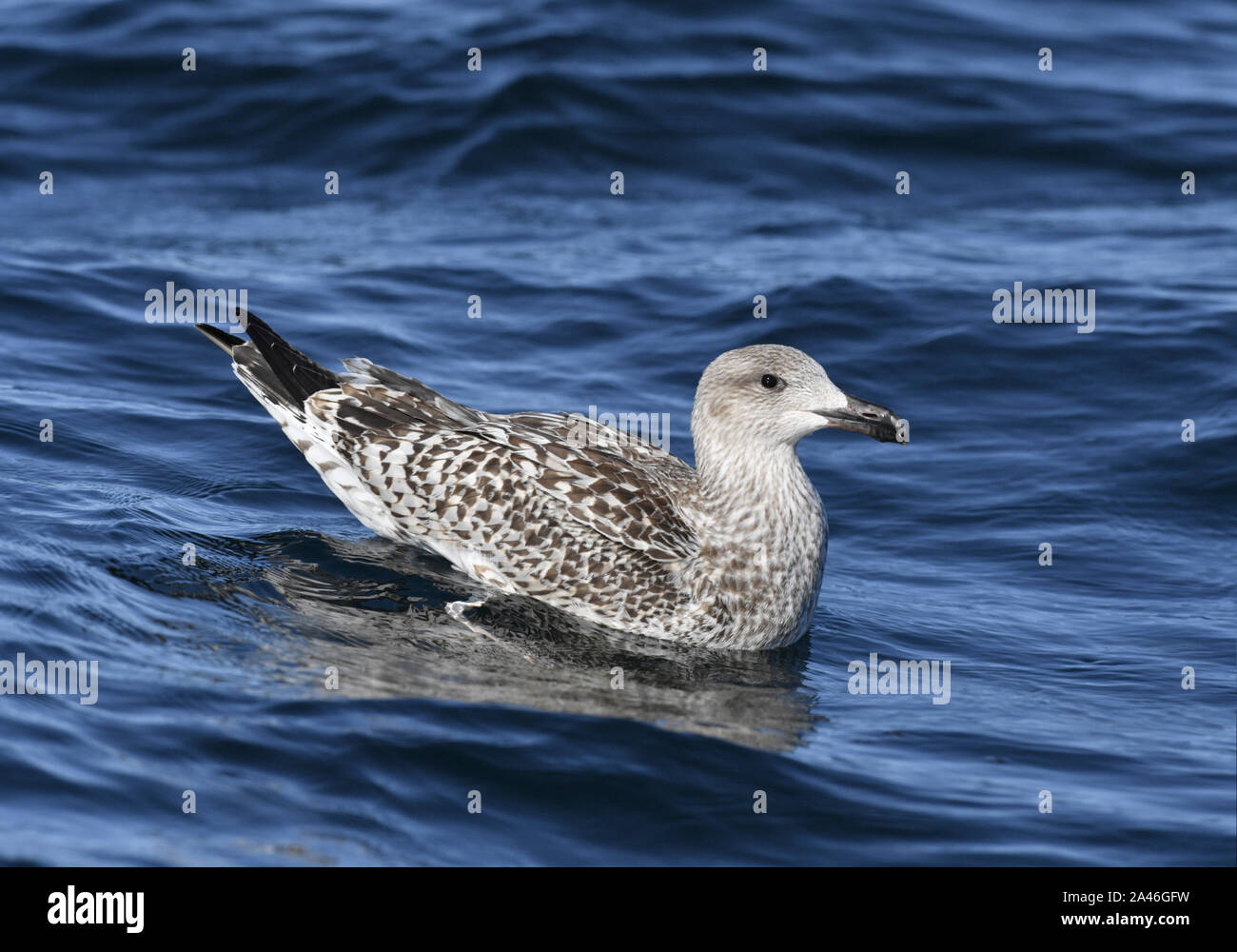Grande nero-backed Gull - Larus marinus capretti Foto Stock