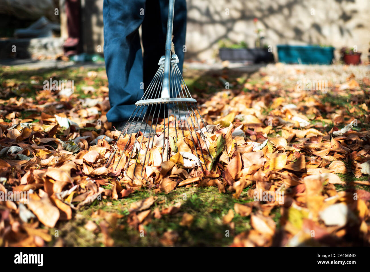 Raccolta uomo caduto foglie di autunno nel cortile posteriore Foto Stock