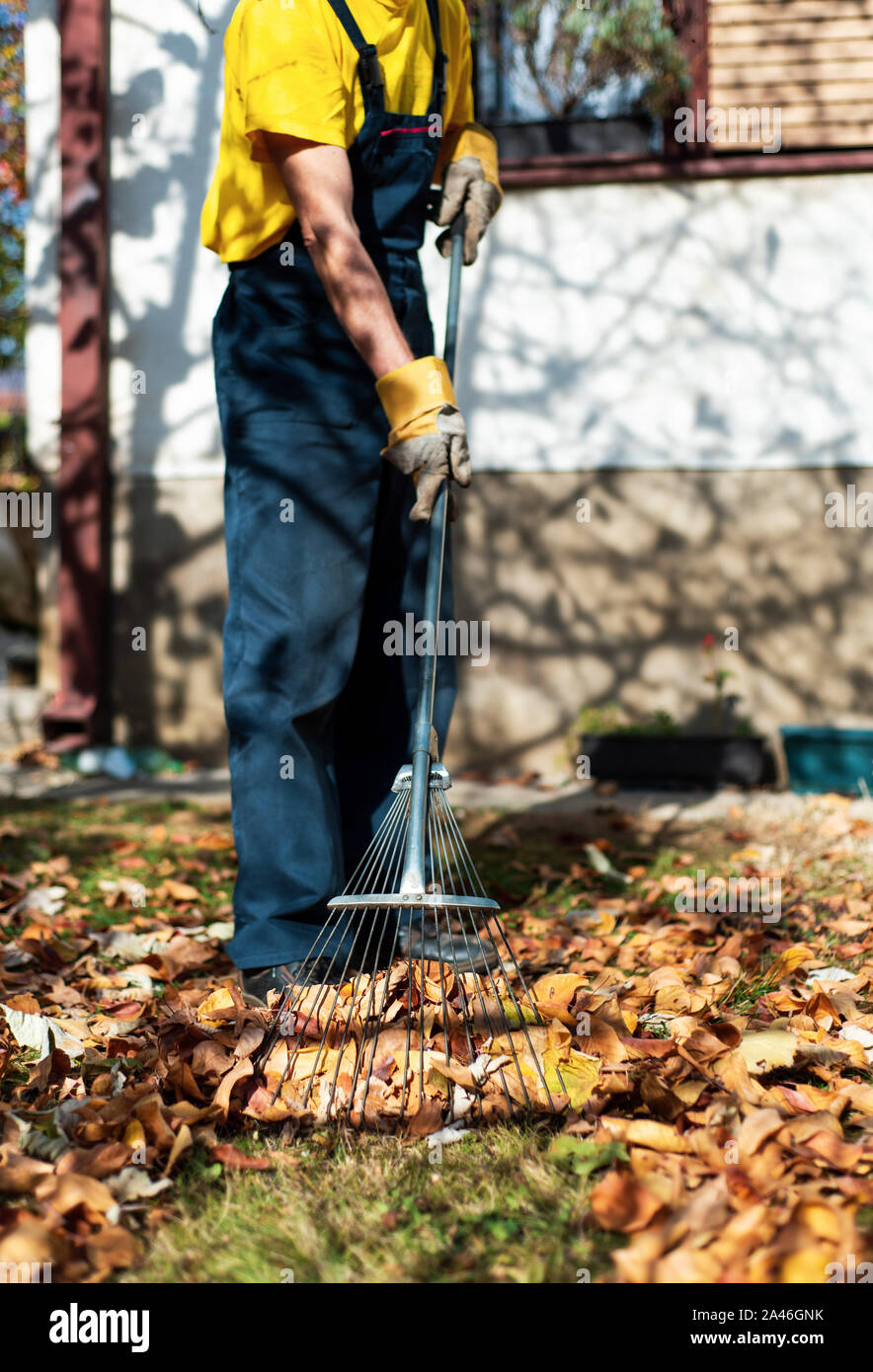 Pulizia uomo caduto foglie di autunno nel cortile posteriore Foto Stock