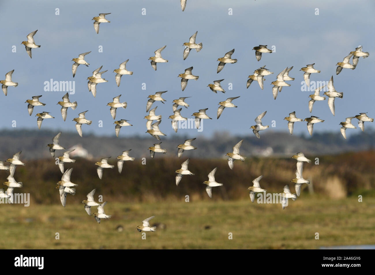 Golden Plover - Pluvialis apricaria Foto Stock