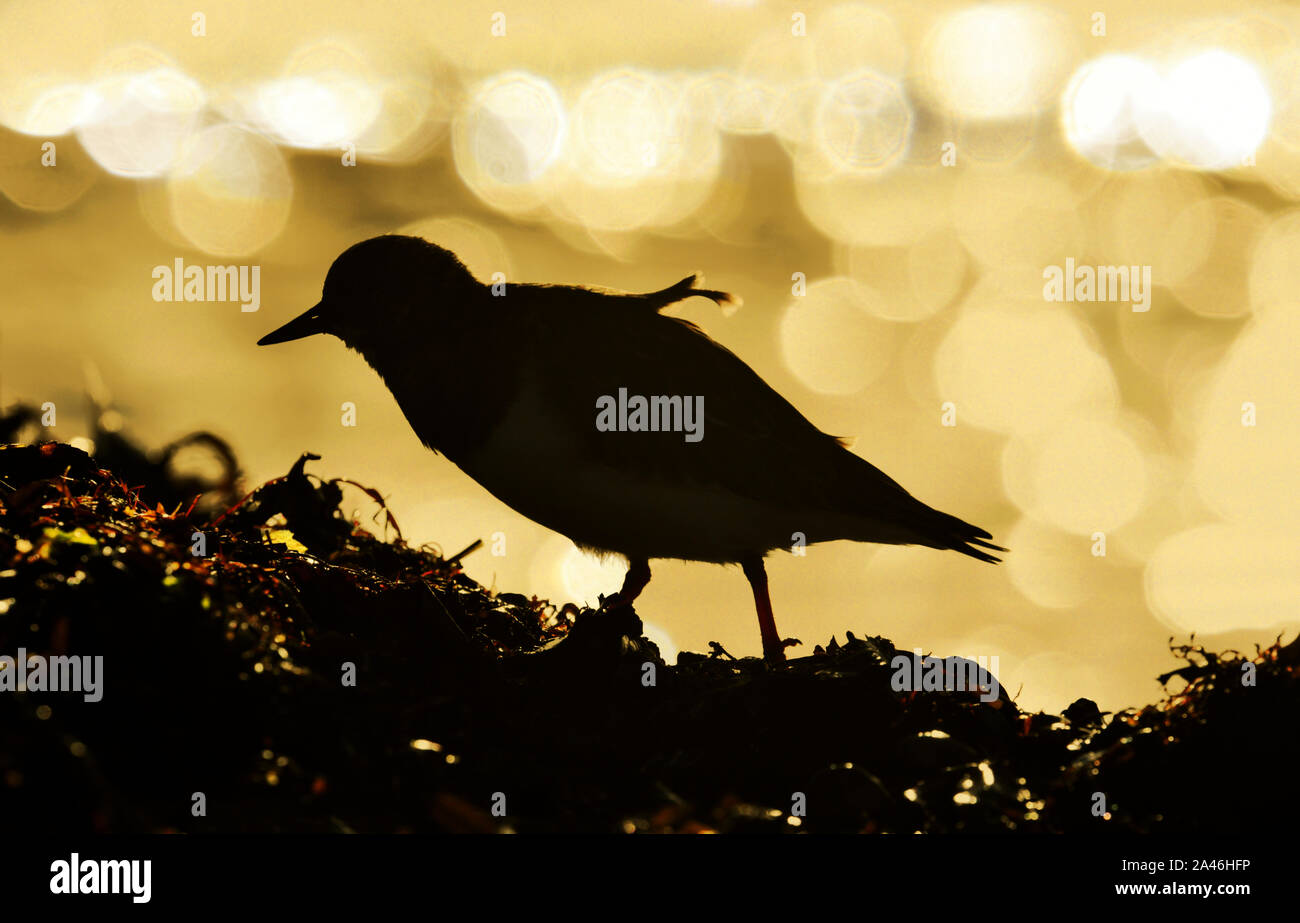 Turnstone - Arenaria intepres Foto Stock