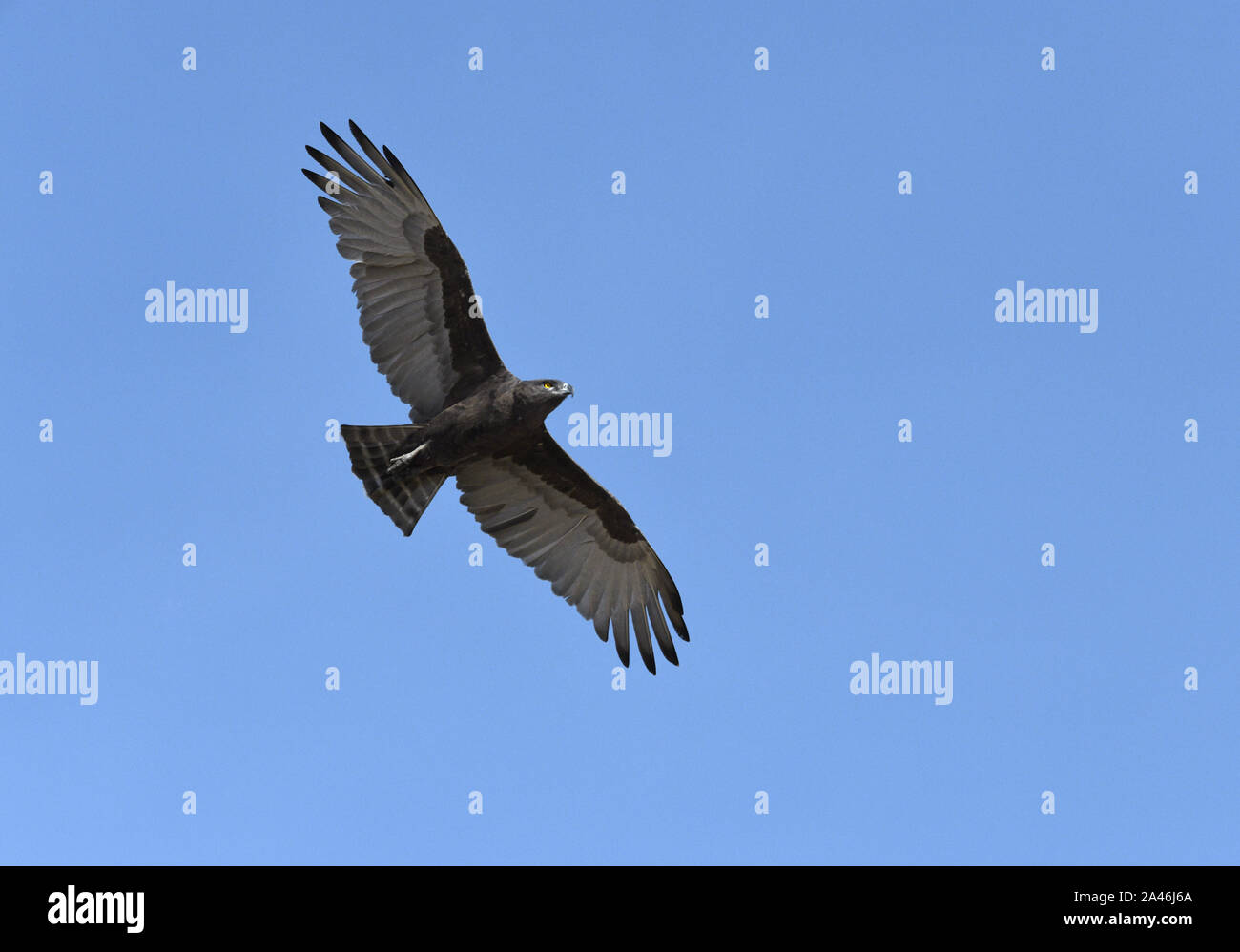 Snake Marrone-eagle - Circaetus cinereus Foto Stock