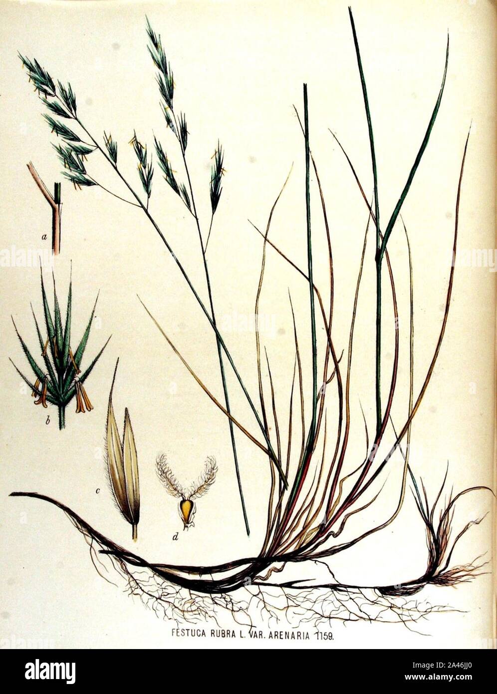 Festuca arenaria illustrazione (01). Foto Stock