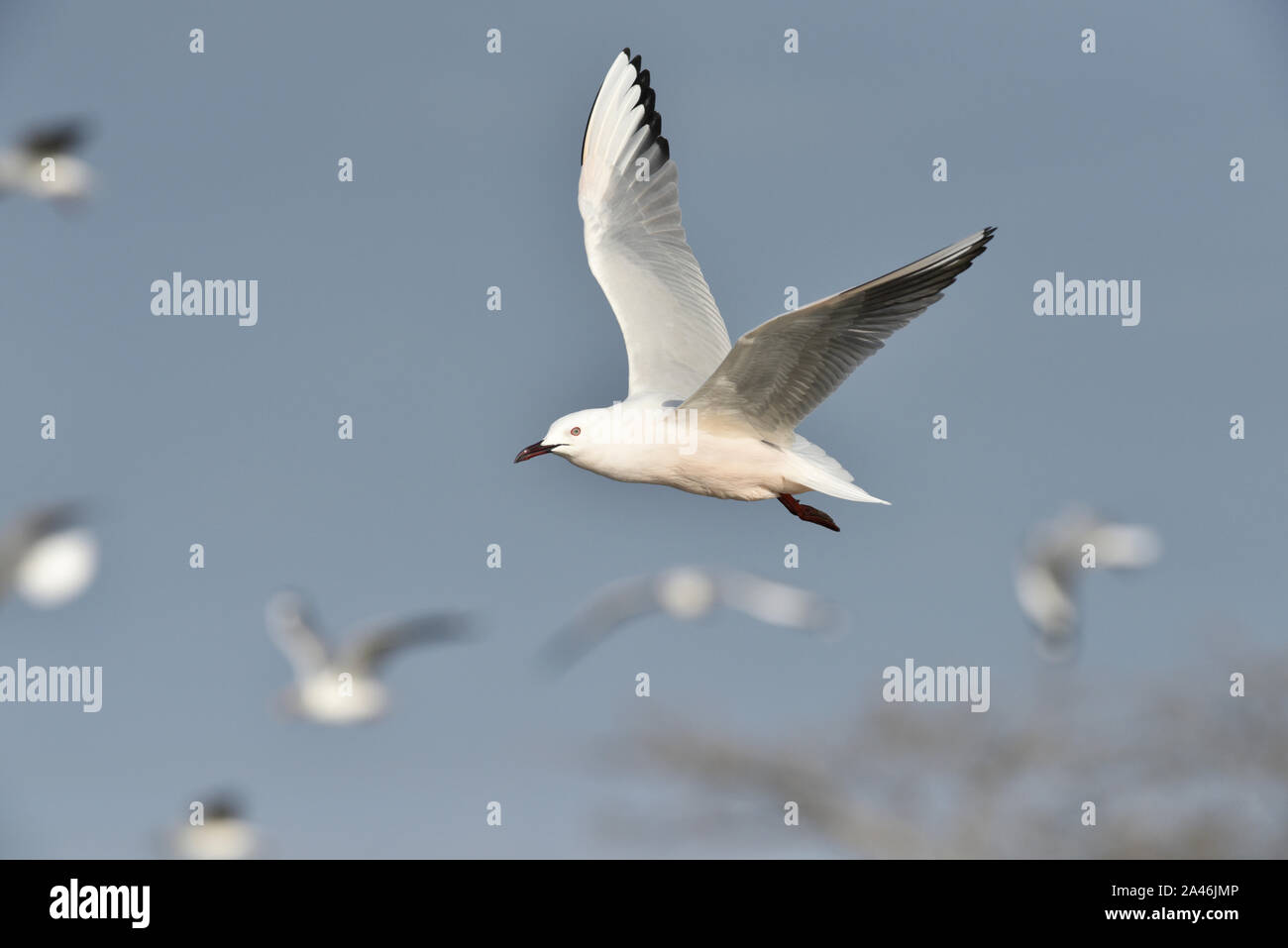 Snello fatturati Gull - Larus genei Foto Stock