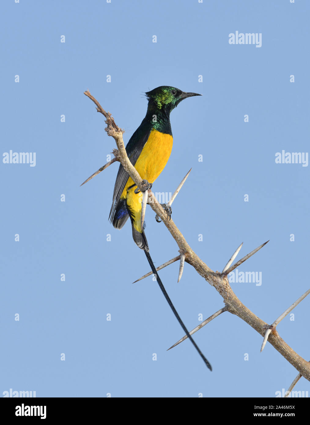 Pigmeo Sunbird - Hedydipna platura Foto Stock