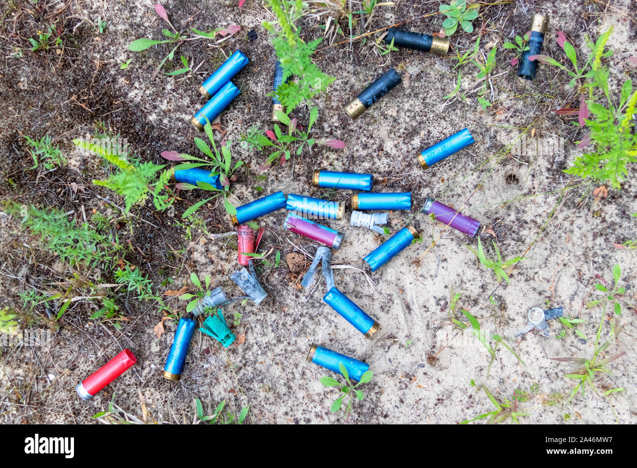 Agosto 26 , 2019 - Ontario, Canada: luminosi colorati fucile speso conchiglie sulla sabbia nella riserva naturale Foto Stock