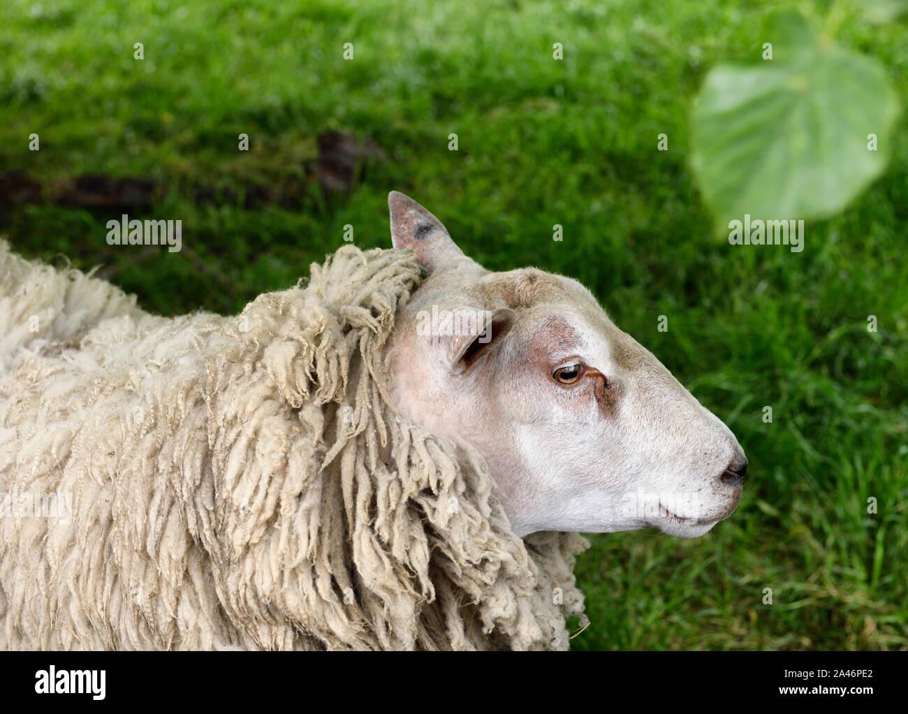Bianco di fronte British pecore da latte con lana aggrovigliati di pascolo di erba verde in Thornton-le-Dale North Yorkshire, Inghilterra Foto Stock