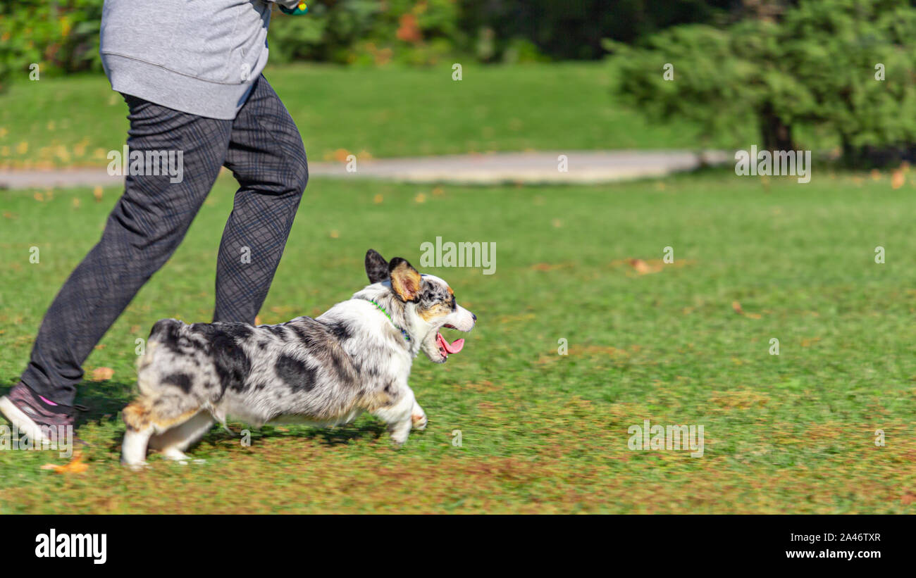 Una donna di gambe in pantaloni grigi può essere visto come lei corre a fianco del suo corgi pet. Il cane è metà legato come gare in anticipo, la sua linguetta appendere fuori. Foto Stock