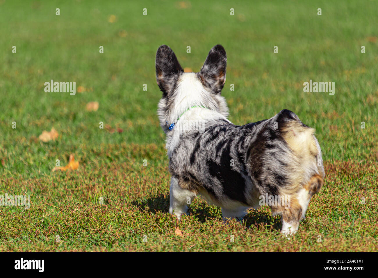 Un corgi pet è rivolto lontano con i suoi orecchi perked fino a interesse. Un rumore ha ottenuto il cane l'attenzione. Foto Stock