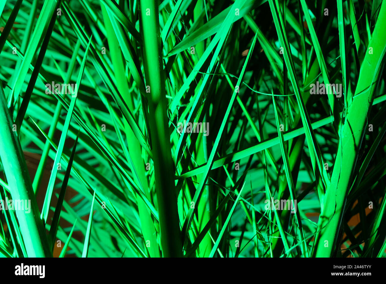 Illuminato con neon di luce verde foglie di palmo di notte Foto Stock
