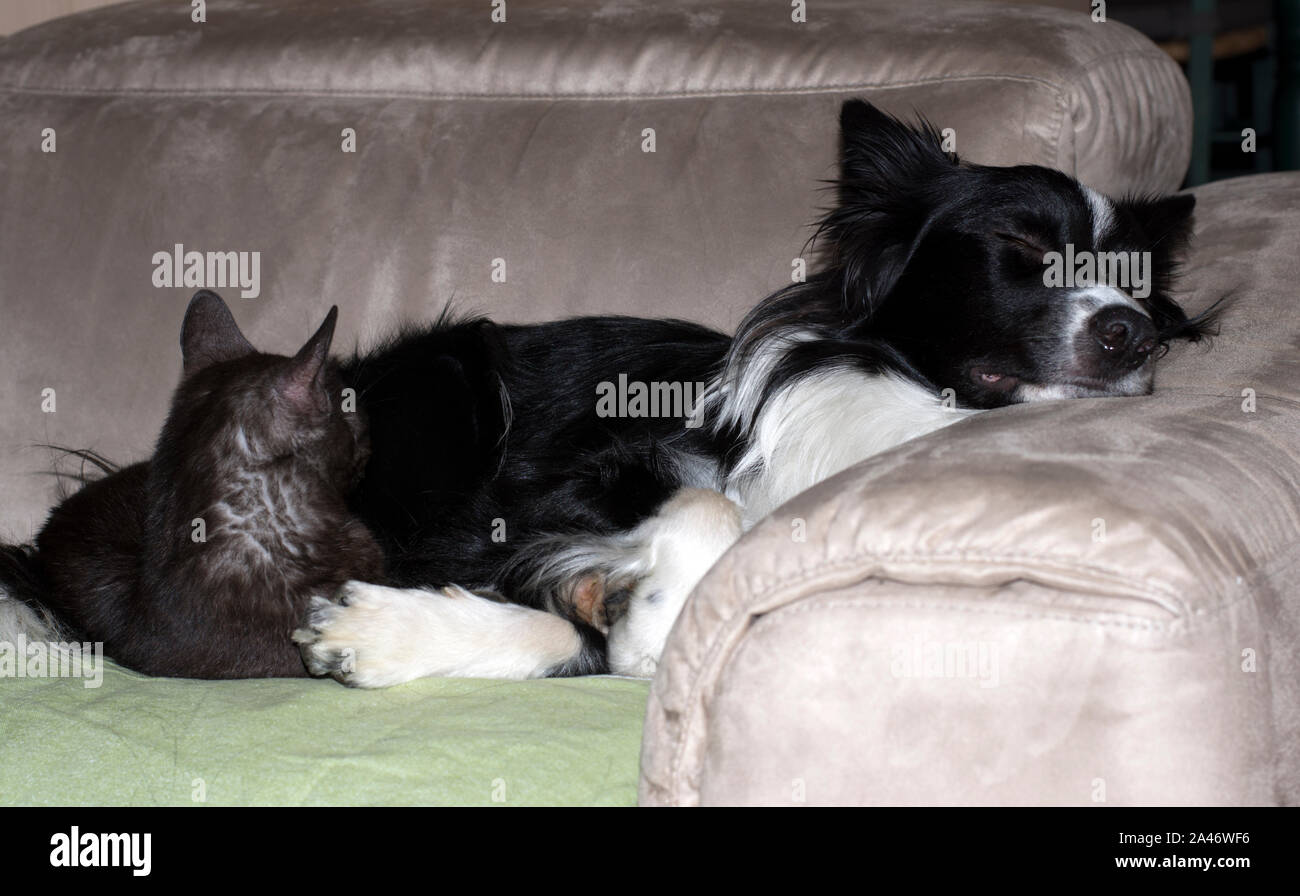 Un Border Collie cucciolo dorme abbracciata con un gatto Foto Stock