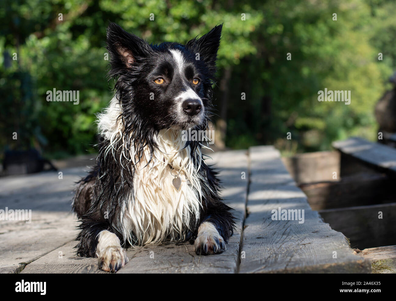 Un wet Border Collie cucciolo si riscalda su un molo in legno Foto Stock