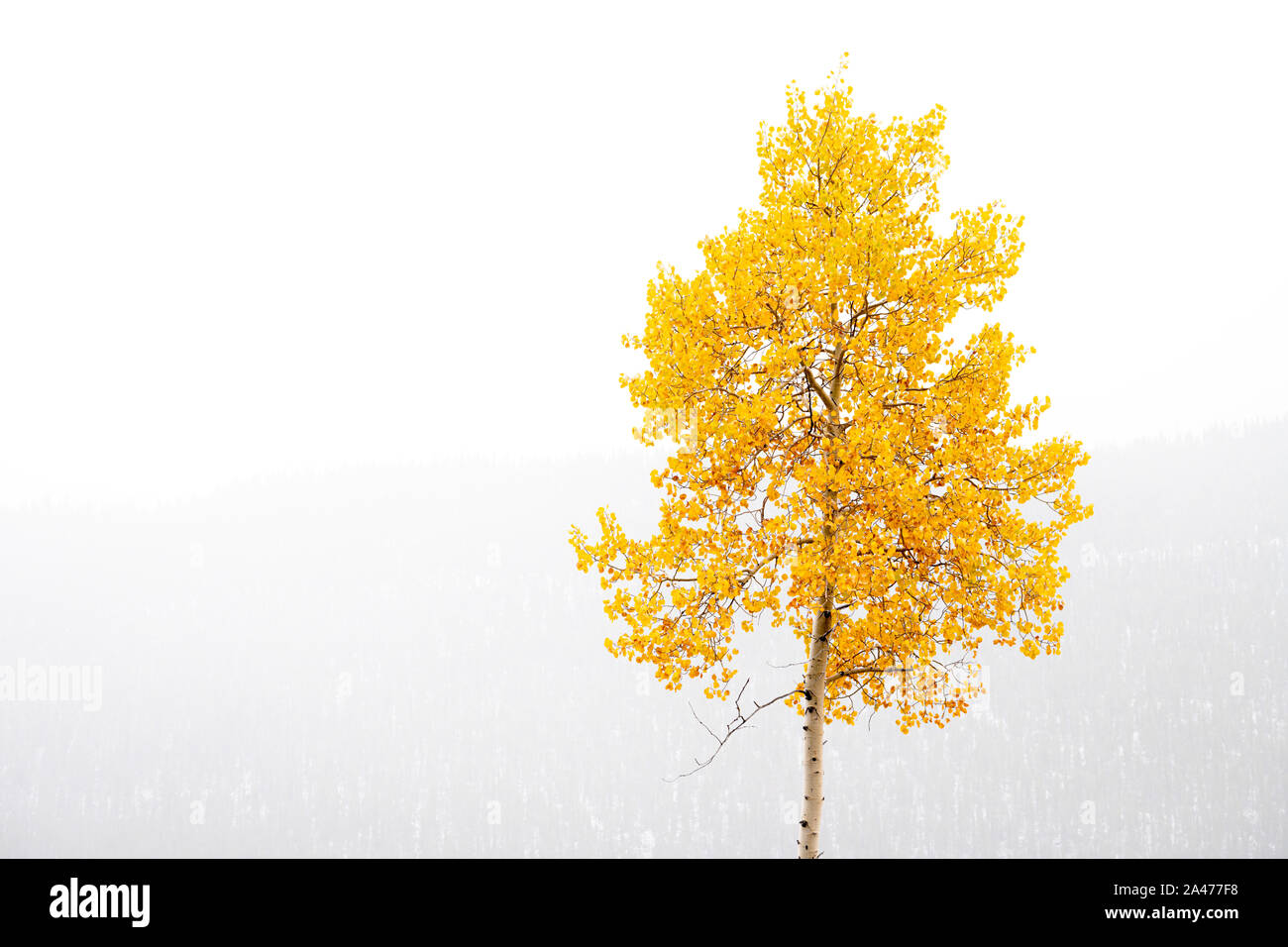 Rotoli di nebbia in montagna con un Aspen in pieno i colori dell'autunno Foto Stock