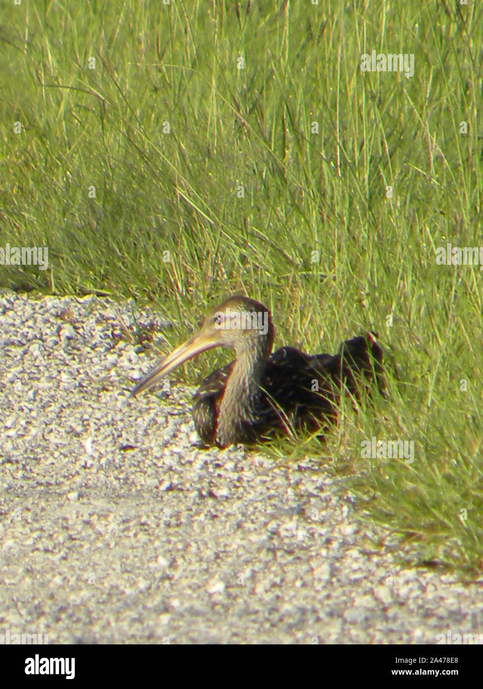 Ho creato questa foto della fauna selvatica di carrao che è comunemente noto come un uccello Limpkin. Questa lunga fatturati uccello è un grande trampolieri comuni a central FL Foto Stock
