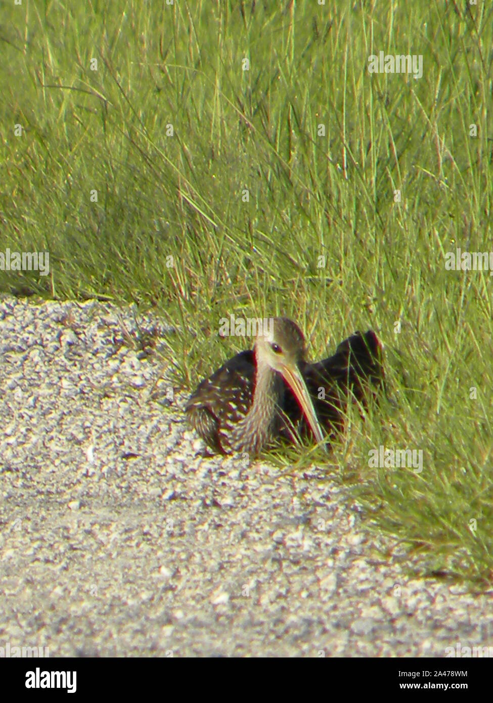 Ho creato questa foto della fauna selvatica di carrao che è comunemente noto come un uccello Limpkin. Questa lunga fatturati uccello è un grande trampolieri comuni a central FL Foto Stock