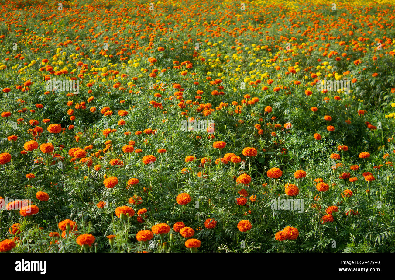 Arancio e giallo tagete plantation Foto Stock