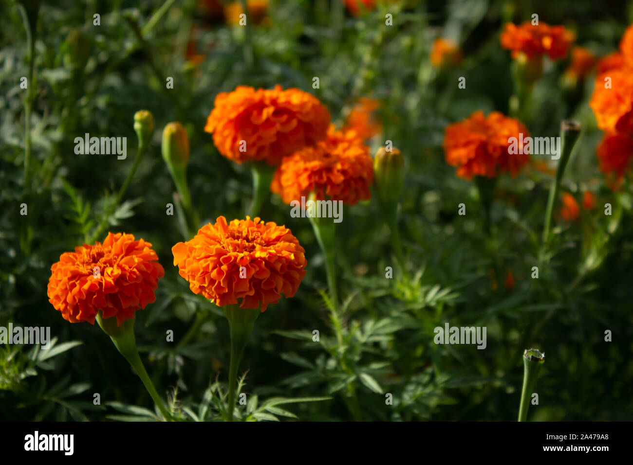 Vista ravvicinata di arancio fiori di tagete in fondo naturale Foto Stock