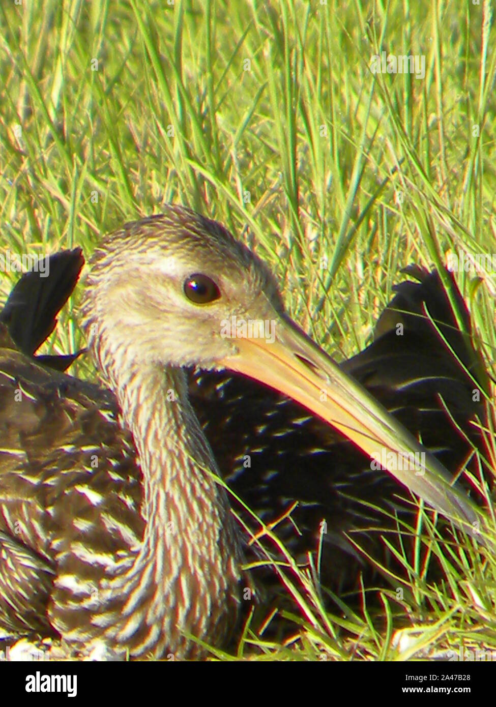 Ho creato questa foto della fauna selvatica di carrao che è comunemente noto come un uccello Limpkin. Questa lunga fatturati uccello è un grande trampolieri comuni a central FL Foto Stock