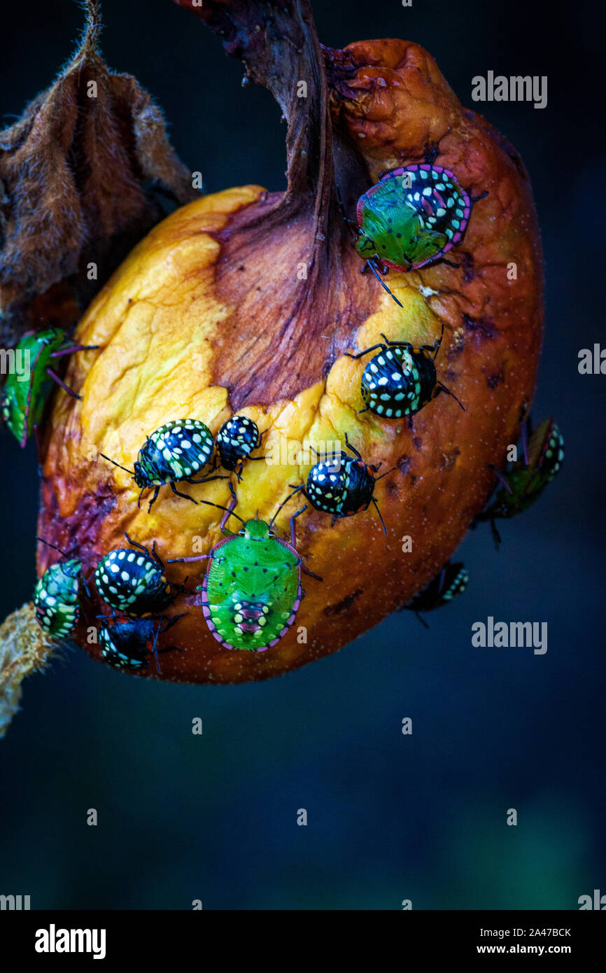 Nezara viridula verde scarabeo pest di giardini di rovinare le foglie e frutti di frutta ortaggi Pepe pomodoro. Polyphage. Il bug riduce la produttività, ritarda lo sviluppo di piante. Foto Stock