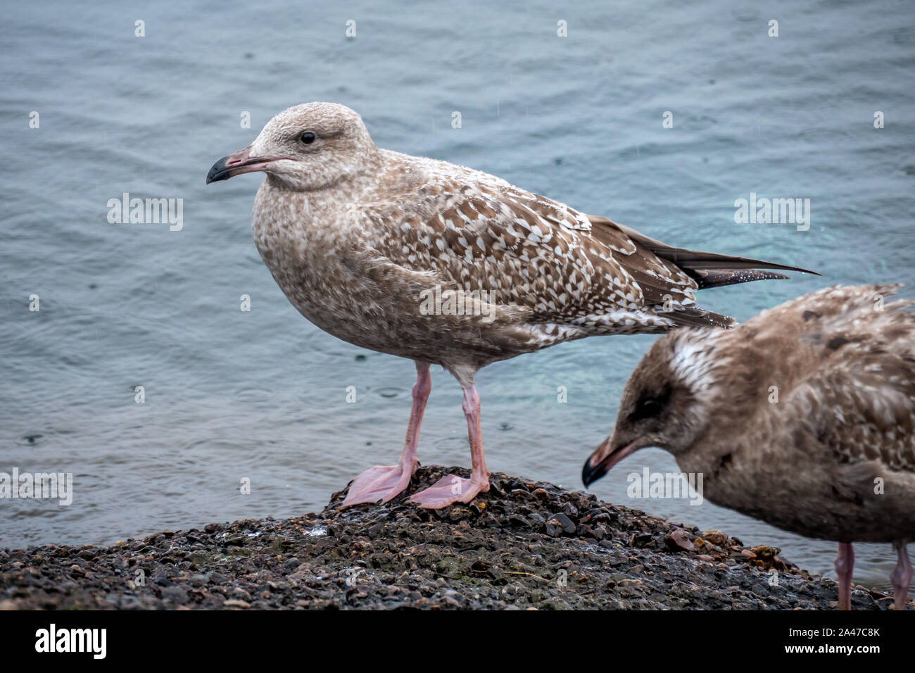 Seagul in piedi sulla spiaggia di ciottoli da acqua Foto Stock