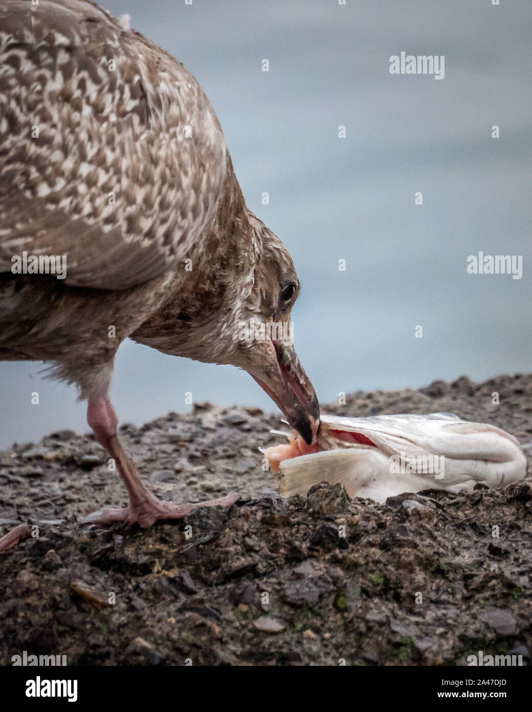 Seagull mangiare una testa di pesce per il cibo Foto Stock