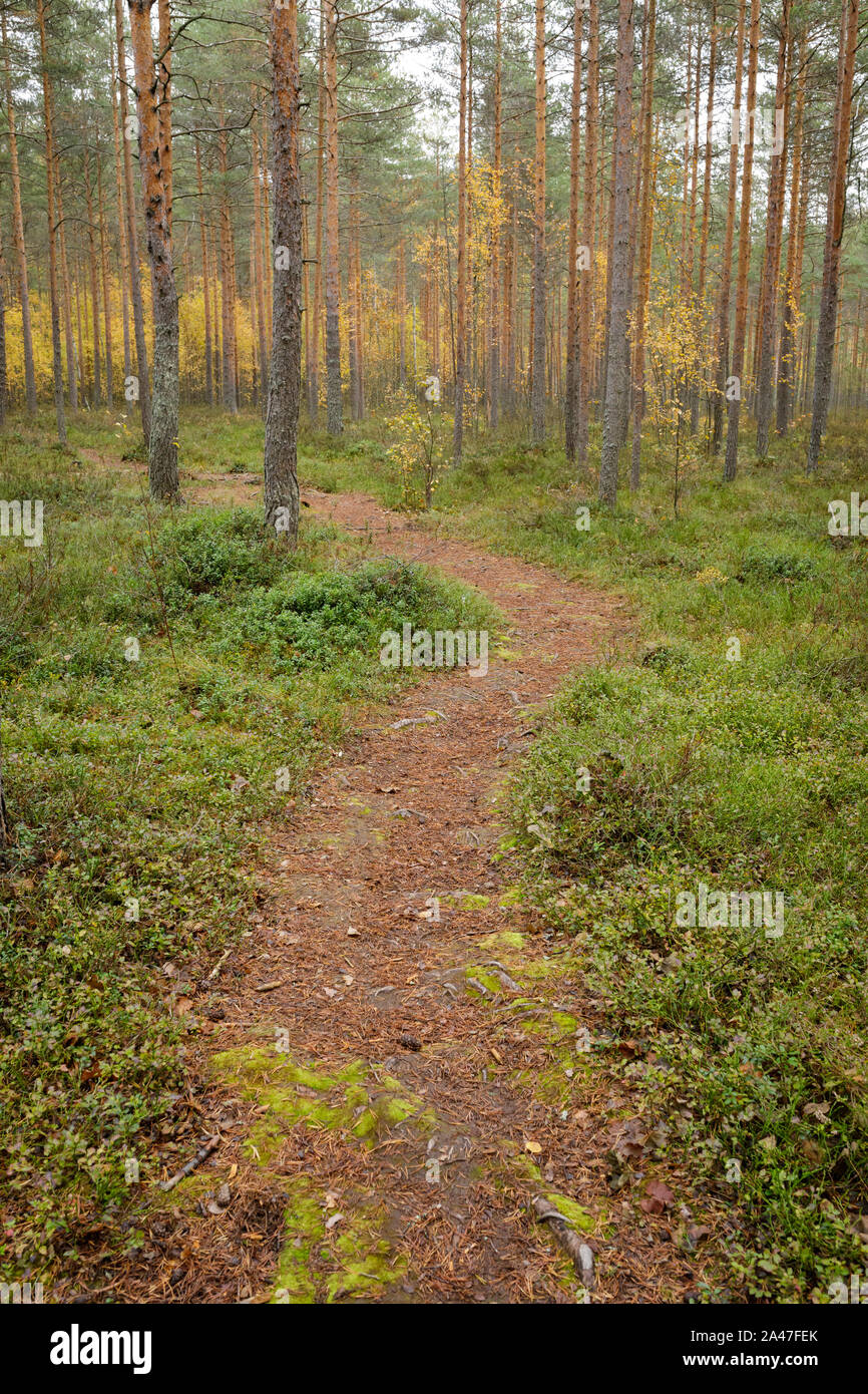 Sentiero autunno paesaggio forestale in Finlandia al giorno nuvoloso Foto Stock