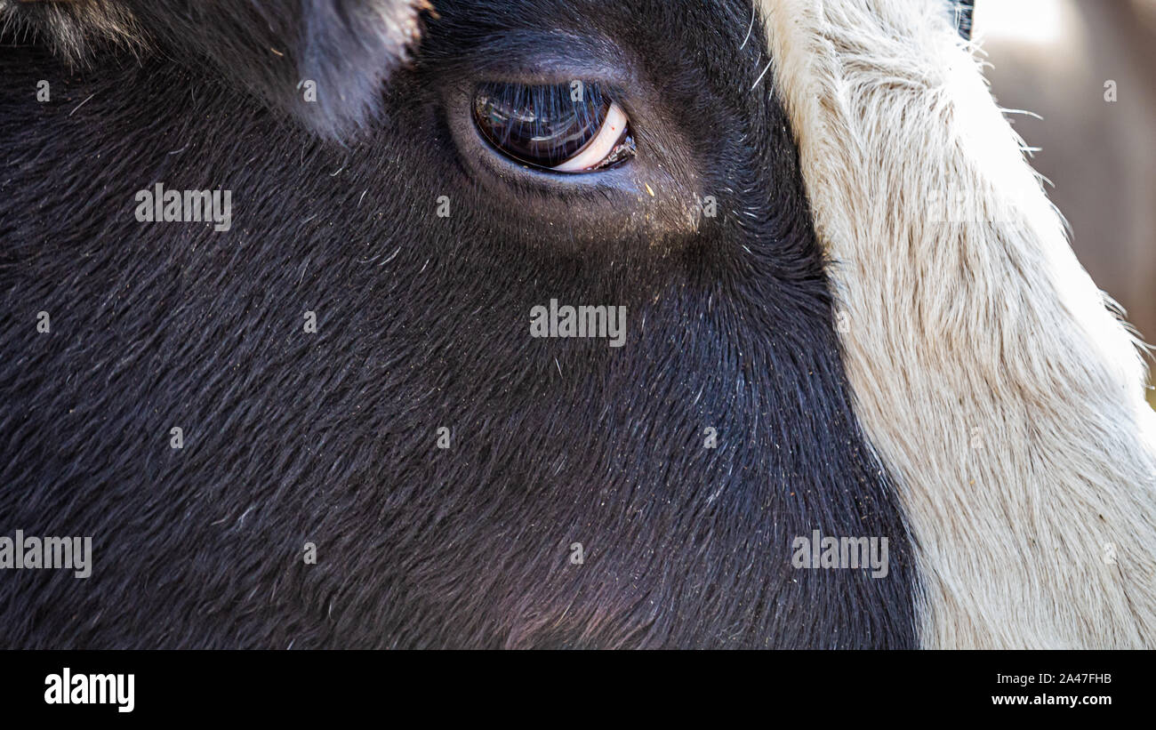 Il lato di un Holstein bull di testa si è visto da vicino, che mostra la struttura del capello sulla sua faccia e la forma del suo occhio vede chiaramente. Foto Stock