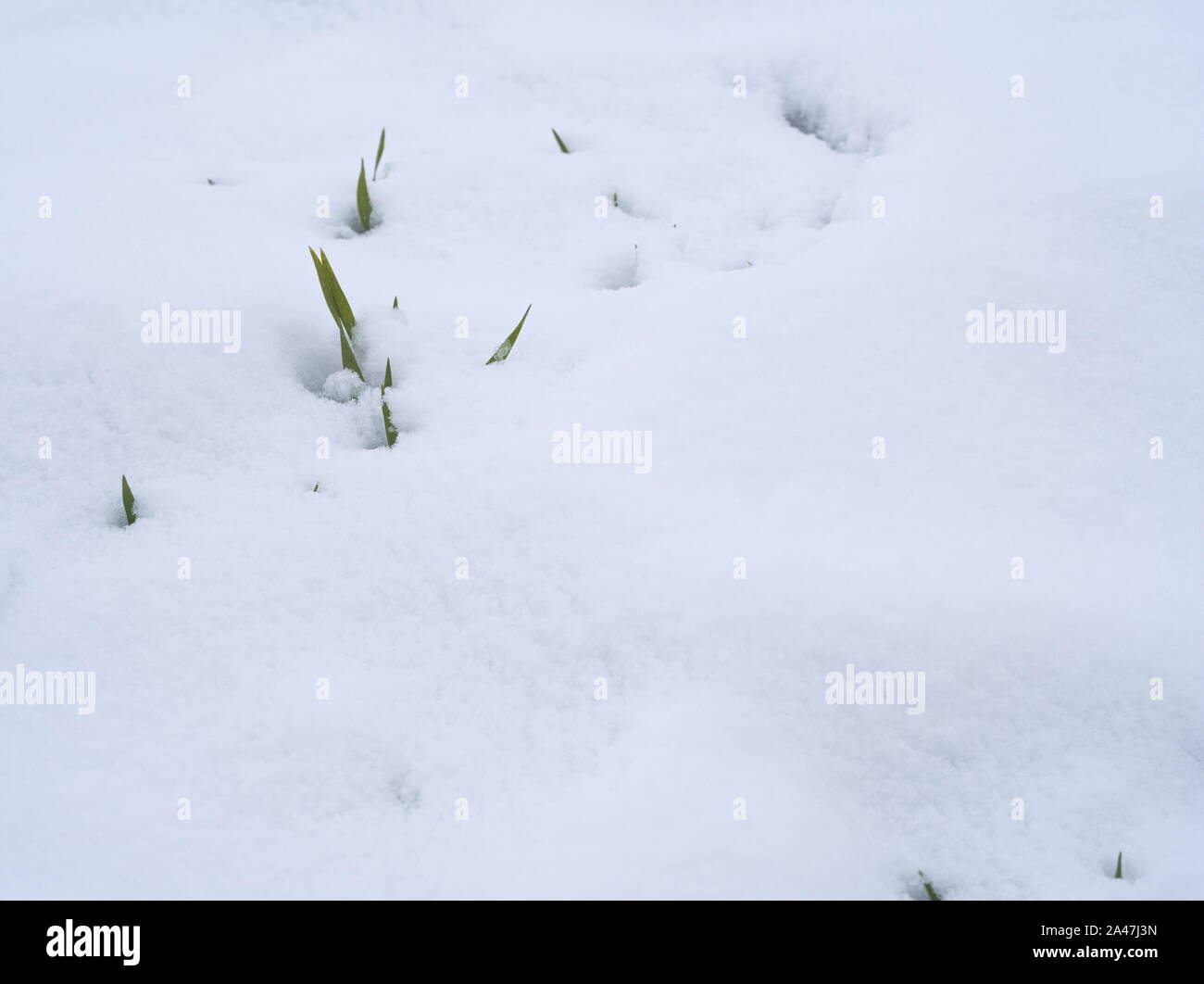 Coperta di neve verde Grano invernale sullo sfondo della natura Foto Stock