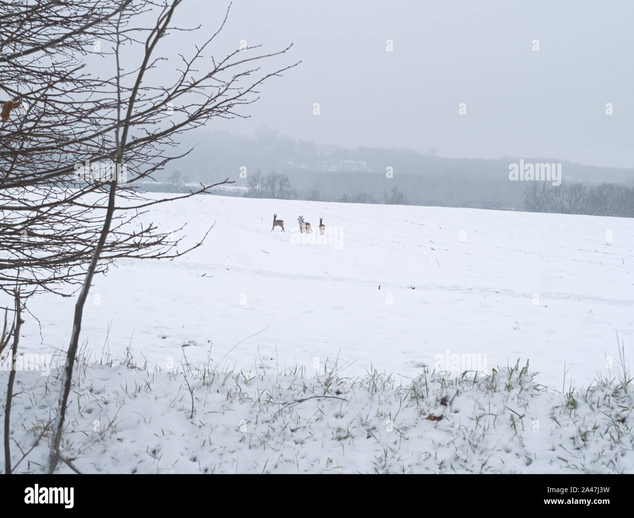 Wild Capriolo allevamento su un inverno nevoso campo Foto Stock