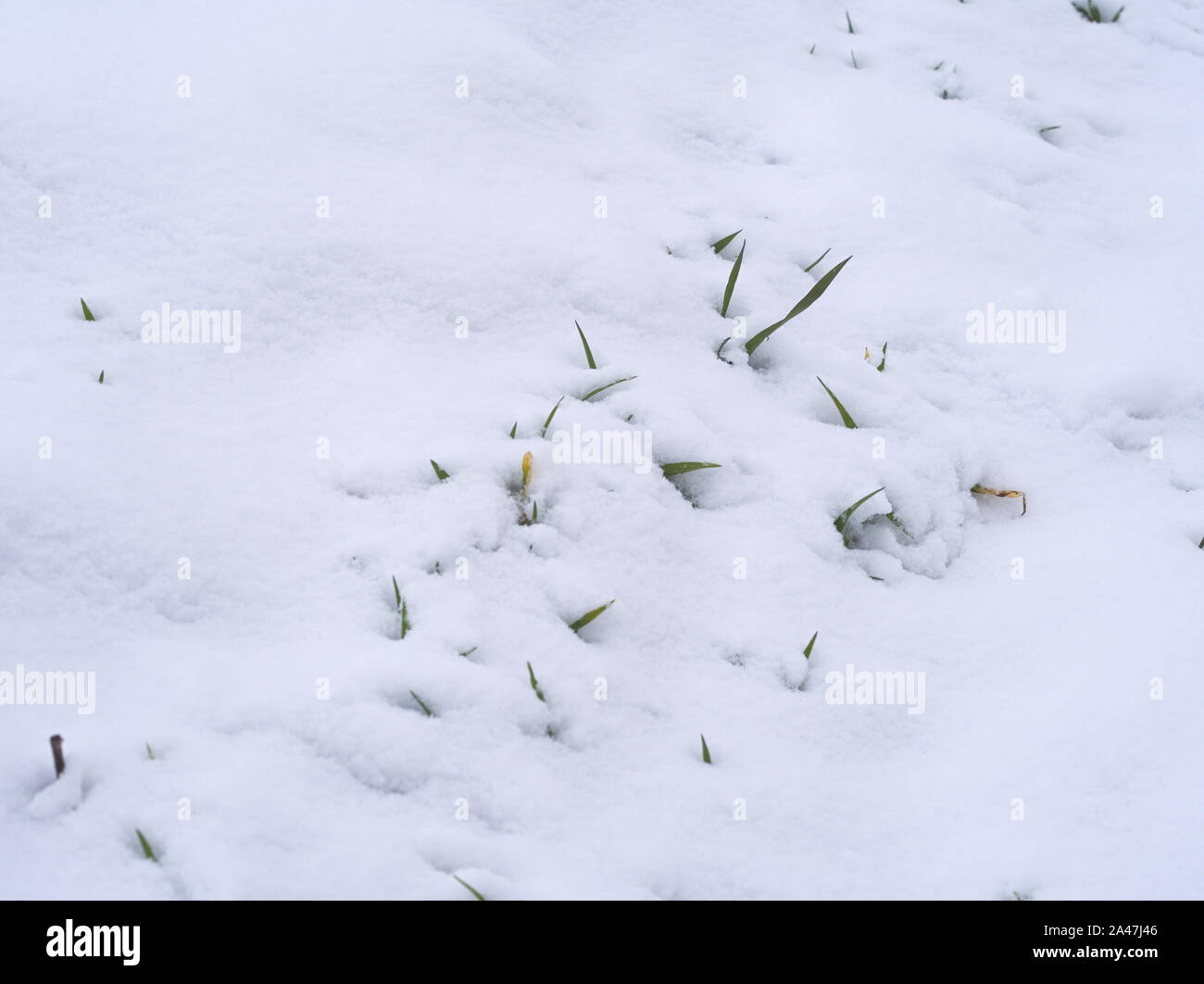 Coperta di neve verde Grano invernale sullo sfondo della natura Foto Stock